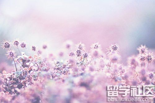 早安心语唯美配图""