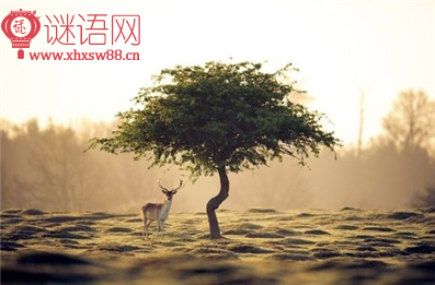 ���ȳ�Ϧż���Ķ���