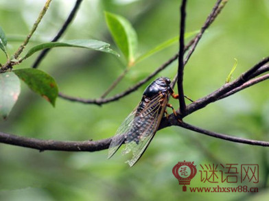齐天乐蝉仇远阅读答案赏析