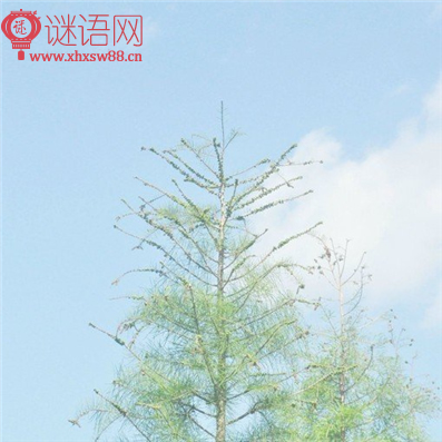 江宿阅读答案