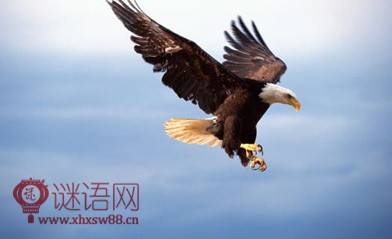 鹰的励志的口号