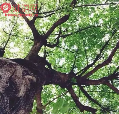 黄州道中阅读答案