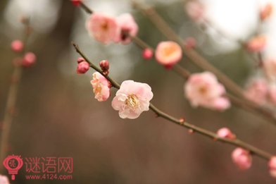卜算子 齿落