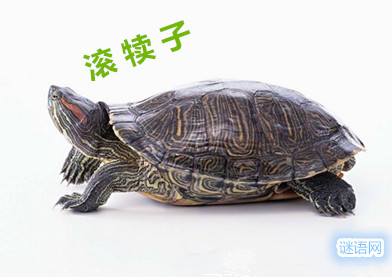 ���ݵ����˻�