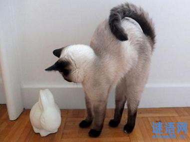 ��С���������ֵĺݻ�