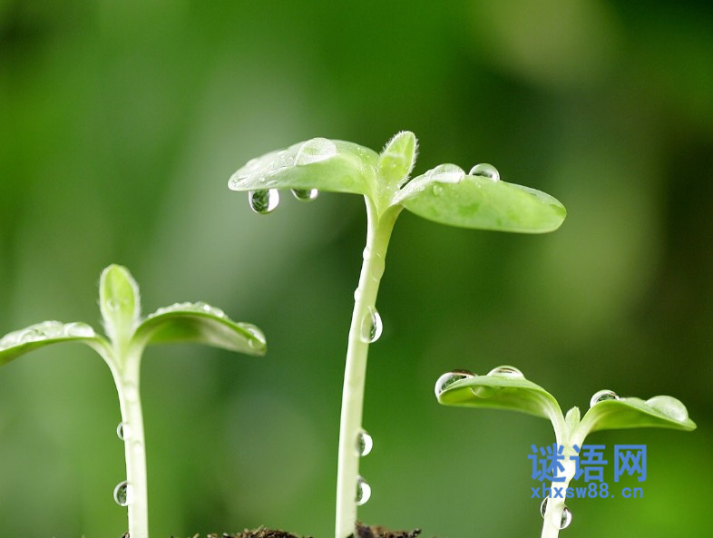 植树节倡议书