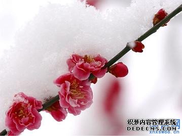 谜底是雪的谜语_关于雪的谜语