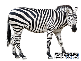 谜底是斑马的谜语