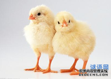 打一动物的谜语