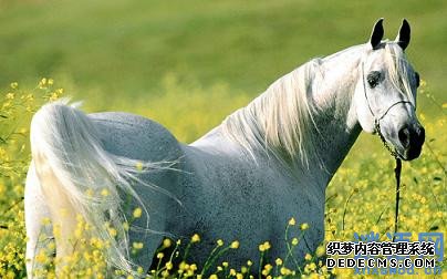 谜底是马的谜语_关于马的谜语精选