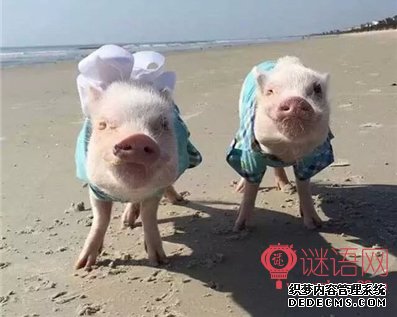 ��Ц������ȫ������