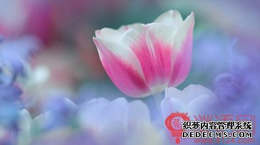 关于美丽的名言