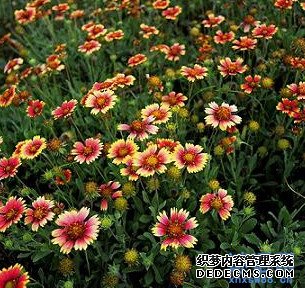 qq���Ը���ǩ����ѡ