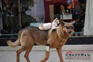 ��Ц�ľ���Ц��������