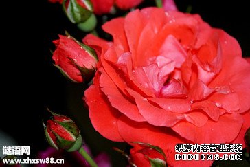 ���˽ڻ�������