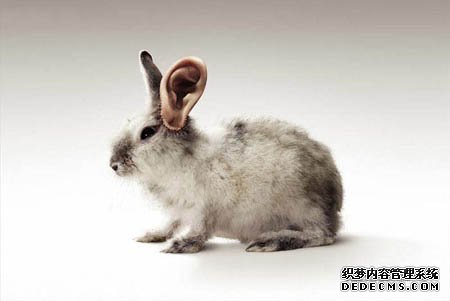 ����200,000ֻ�˲еĶ�����̩����Ҫ��İ���