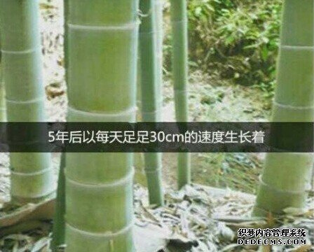 多少人,没熬过那三厘米