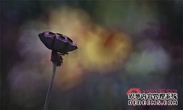 花开不败、花落无奈