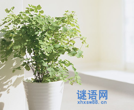 �簲�ľ���