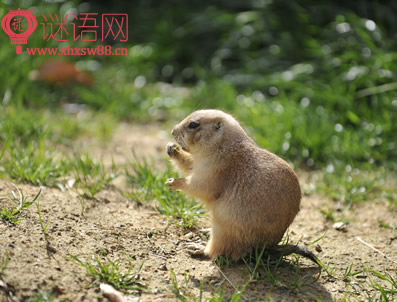 关于老鼠的谚语