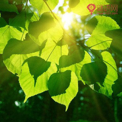 �ഺ�������Ĺ��£����е���ʯ