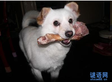 狗啃骨头歇后语及解释