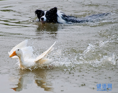 狗撵鸭子歇后语