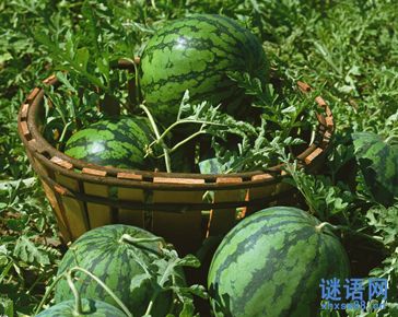 西瓜地里散步歇后语及解释