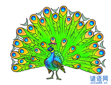 有关孔雀的尾巴歇后语